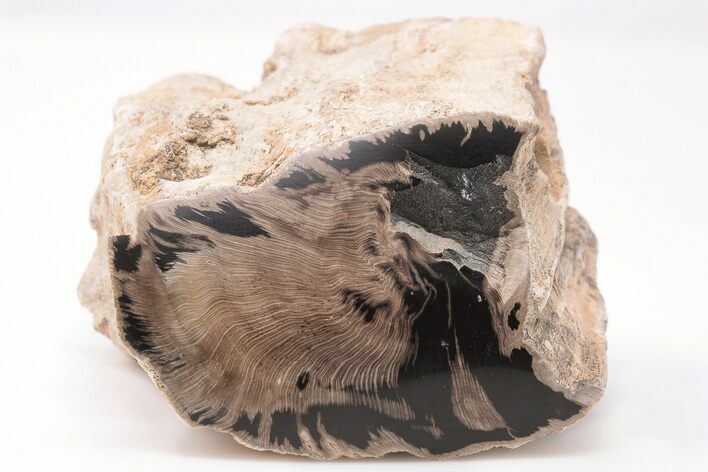 Devonian Petrified Wood From Oklahoma - Oldest True Wood #198031